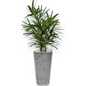 Rhapis Excelsa in Claire | Vulkastrat