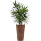 Rhapis Excelsa in Claire | Vulkastrat