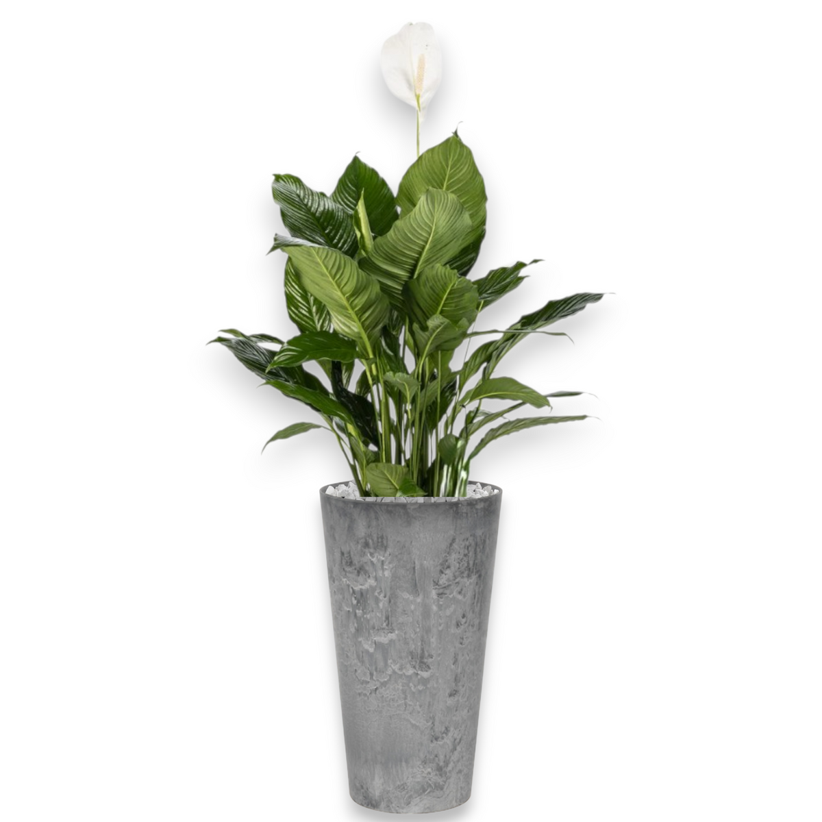 Spathiphyllum in Claire | Vulkastrat