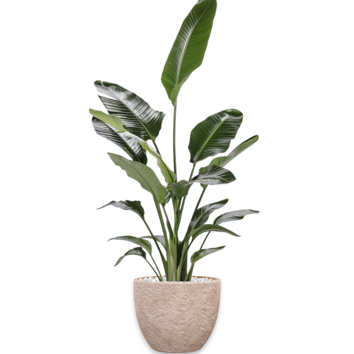 Strelitzia in Mountain | Vulkastrat
