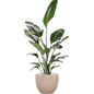 Strelitzia in Mountain | Vulkastrat