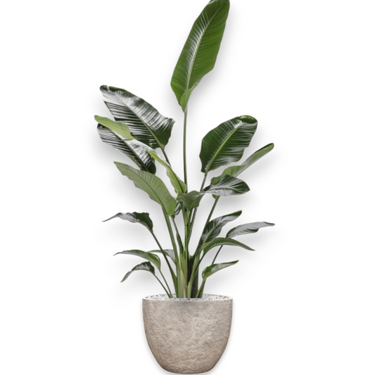 Strelitzia in Mountain | Vulkastrat