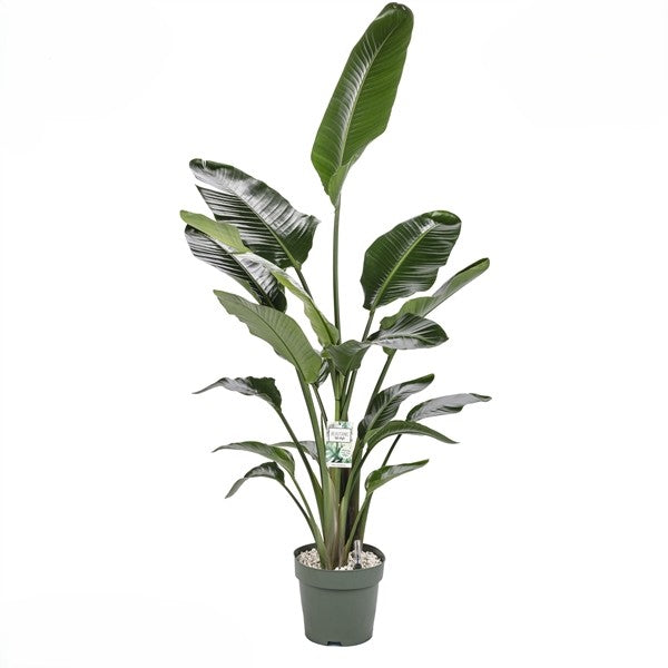 Grote tropische Strelitzia Nicolai op hydrocultuur voor hoog kantoorpand