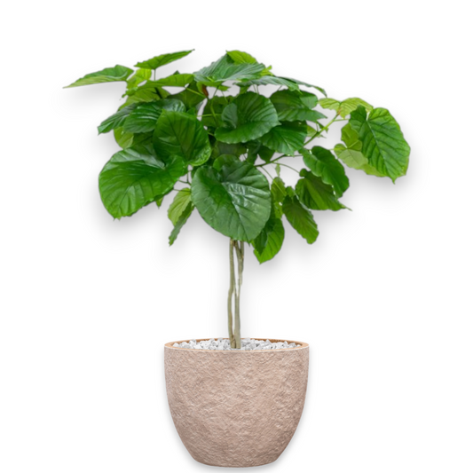 Ficus Umbelatta in Mountain | Vulkastrat
