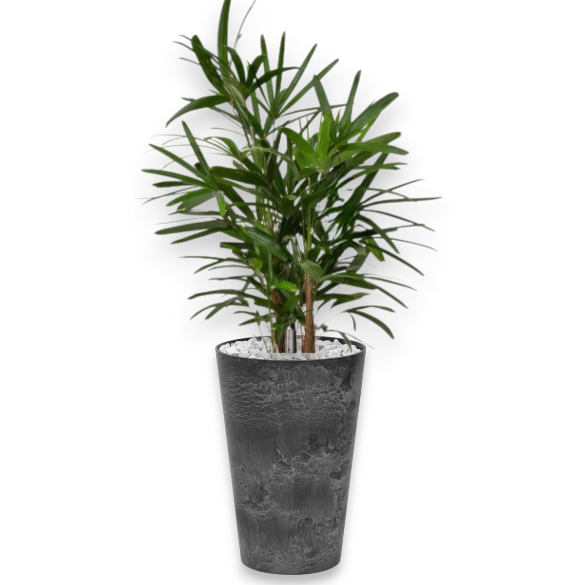 Rhapis Excelsa in Claire | Vulkastrat