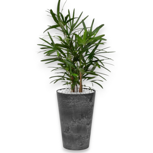 Rhapis Excelsa in Claire | Vulkastrat