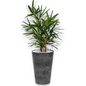 Rhapis Excelsa in Claire | Vulkastrat